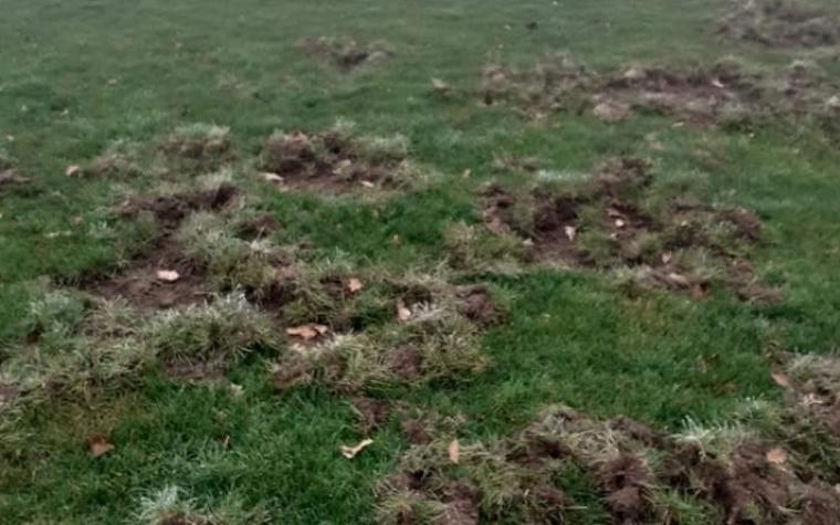 (FOTO) Nevjerovatne fotografije sa stadiona Bosne: Divlje svinje potpuno uništile teren